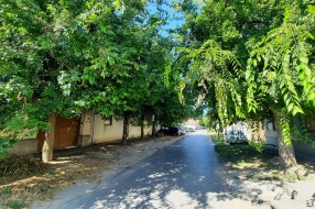 Drveće u Ulici Georgi Dimitrova zatvara put