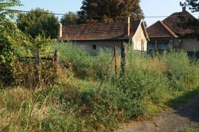 Ambrozija u Krivajskoj ulici