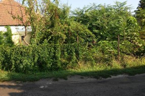 Ambrozija u Krivajskoj ulici