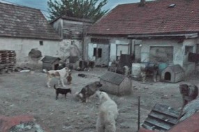 Šinterajska mafija