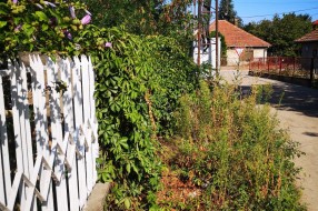 Zapuštena kuća, neprohodan trotoar, nepregledna i nebezbedna raskrsnica (Mohačka ulica)