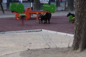 Psi lutalice na dečjem igralištu u centru grada