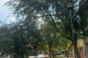 Savijena poveća grana ispred vrtića "Šumice"
