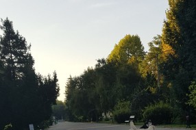 Psi lutalice na Radijalcu