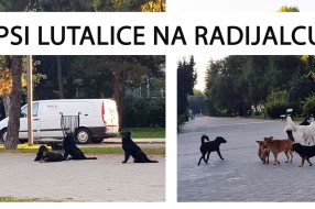 Psi lutalice na Radijalcu