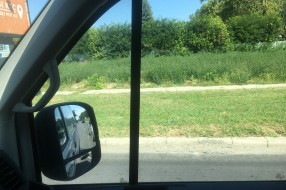 Ambrozija na Prozivci