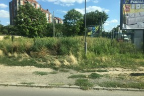 Ambrozija na Prozivci