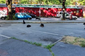 Psi lutalice na parkingu kod Mlečne pijace