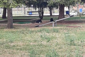 Psi na Bikovačkom igralištu napadaju prolaznike