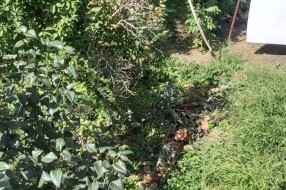 Košenje trave u Ohridskoj i Petrijskoj