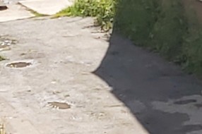 Košenje trave u Ohridskoj i Petrijskoj