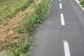 Održavanje staze oko Palićkog jezera