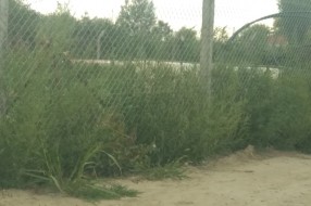 Plantaže ambrozije kod Prihvatnog centra za migrante