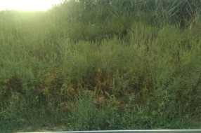Plantaže ambrozije kod Prihvatnog centra za migrante