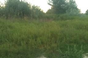 Plantaže ambrozije kod Prihvatnog centra za migrante