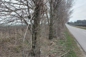 Orezivanje grana - deonica od Bajske pruge do Ljutova