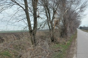 Orezivanje grana - deonica od Bajske pruge do Ljutova