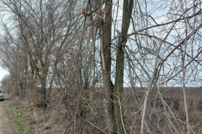 Orezivanje grana - deonica od Bajske pruge do Ljutova