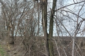 Orezivanje grana - deonica od Bajske pruge do Ljutova