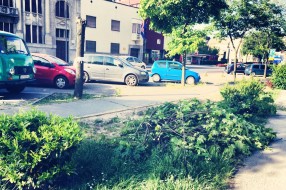 Problem sa parking mestom u centru (grane padaju)