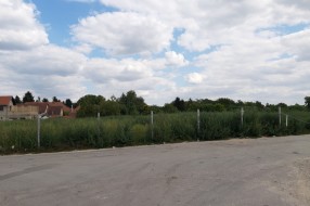 Plantaža ambrozije na Prozivci (kod bivšeg Vitoroga)