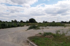 Plantaža ambrozije na Prozivci (kod bivšeg Vitoroga)