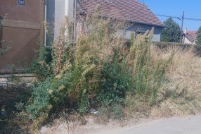 Kad će se rešavati problem ambrozije i korova ?