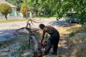 Suvo stablo u Dudovoj šumi pored trim staze