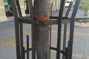 Zaštitna ograda oko lipa u centru urezuje se u stablo