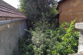 Ambrozija u centru grada (Ptujska ulica)