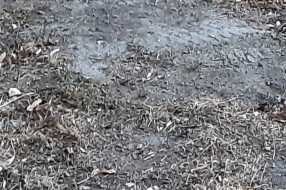 Tarupiranje trave