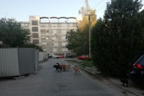 Čopor pasa lutalica na Radijalcu