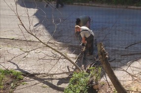 Pohvala za JKP "Čistoća i zelenilo" (uklanjanje drveta i uređenje zelene površine)