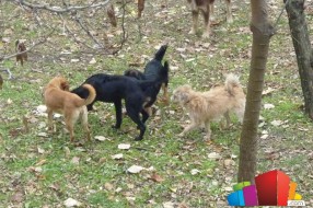 Psi lutalice napadaju prolaznike kod firme Borzal - u Aleksandrovu