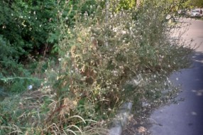 Čija je "prva kasarna" na Palićkom putu, ko treba da brine o njoj?