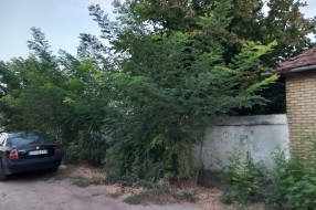 Džungla u Ulici Koste Racina