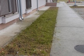 Nova zgrada na Karađorđevom putu zarasla u ambroziju i drugi korov