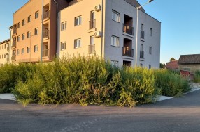 Nova zgrada na Karađorđevom putu zarasla u ambroziju i drugi korov