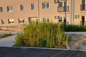 Nova zgrada na Karađorđevom putu zarasla u ambroziju i drugi korov