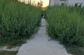 Nova zgrada na Karađorđevom putu zarasla u ambroziju i drugi korov