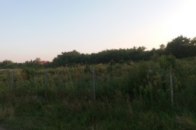Ambrozija u novom delu naselja Kertvaroš