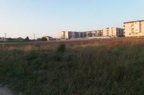 Ambrozija u novom delu naselja Kertvaroš