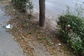 Strogi centar, a nema kante za smeće (Zmaj Jovina ulica)