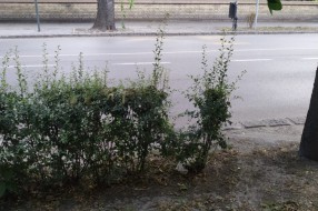 Strogi centar, a nema kante za smeće (Zmaj Jovina ulica)