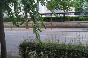 Strogi centar, a nema kante za smeće (Zmaj Jovina ulica)