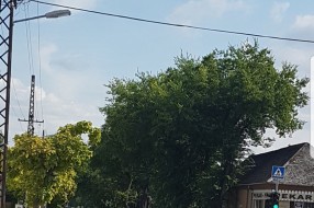 Semafor kod škole Sečenji Ištvan nije vidljiv od lišća i grana