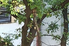Visi poveća grana sa drveta, pašće na nekoga ili na nešto! (Đure Đakovića)
