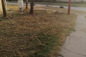 Rastinje oko zgrade (Uralska)