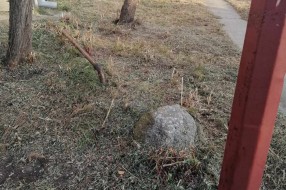 Rastinje oko zgrade (Uralska)