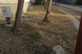 Rastinje oko zgrade (Uralska)